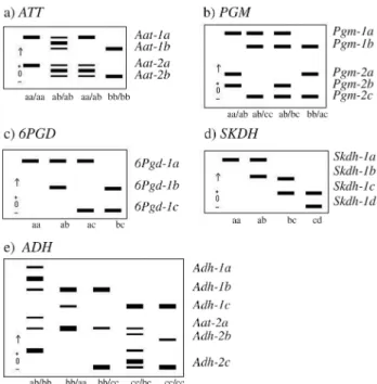 Figure 1 - The electrophoretic phenotypes and corresponding genotypes for five enzyme systems used to analyze the mating system in populations of Senna multijuga.