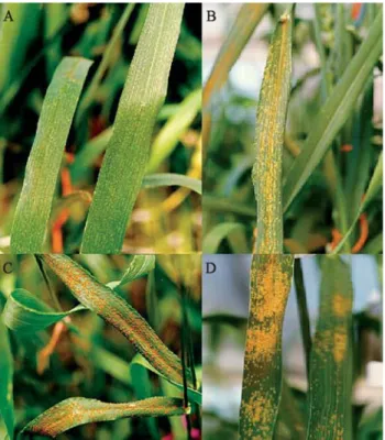 Figure 1 - Leaf rust reaction on flag leaves of double haploid plants. A, B and D - different levels of resistance; C - susceptibility.