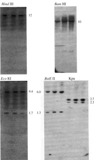 Figure 4 - Southern blot analysis of genomic buffalo DNA digested with restriction endonucleases