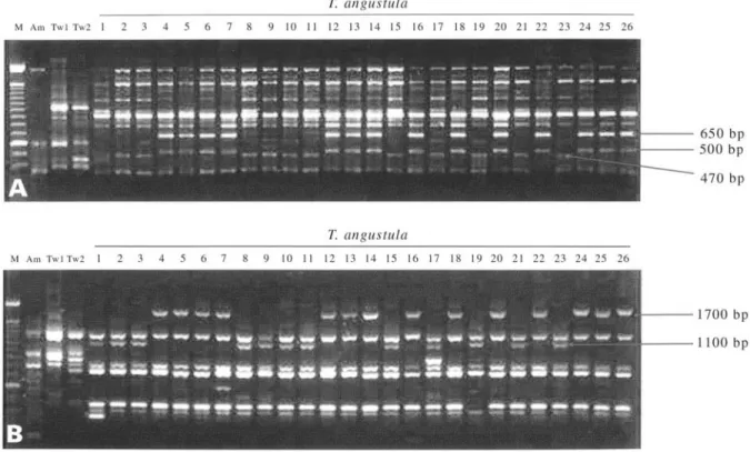 Figure 3 - Agarose gel (1%) electrophoresis of amplicons obtained with the MAU-B2 primer (A) and the OPL11 primer (B)