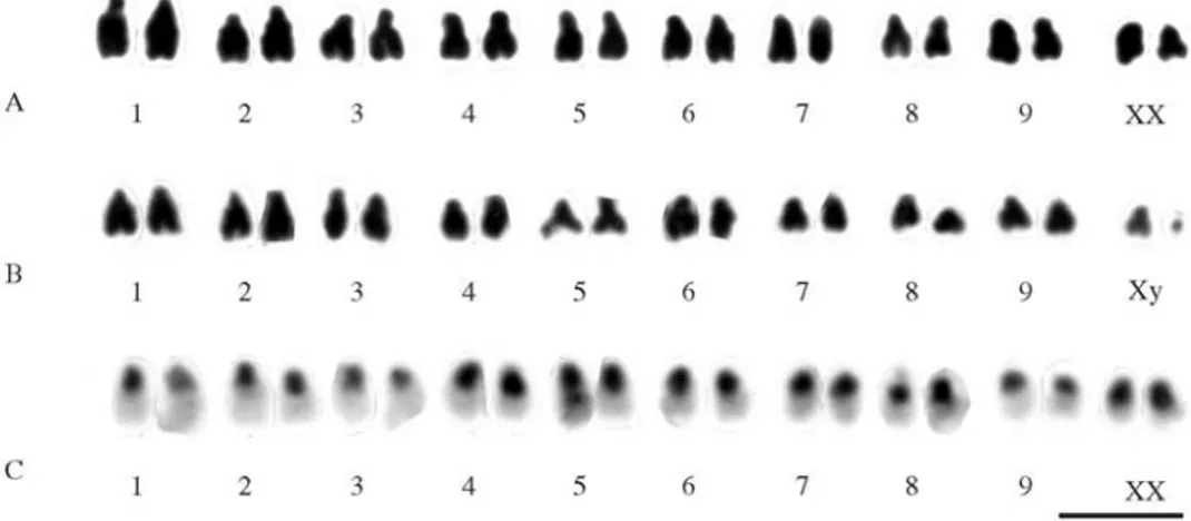 Figure 2 - Karyotype of Cycloneda sanguinea. A) Female: 2n = 18 + XX. B) Male: 2n = 18 + Xy p 