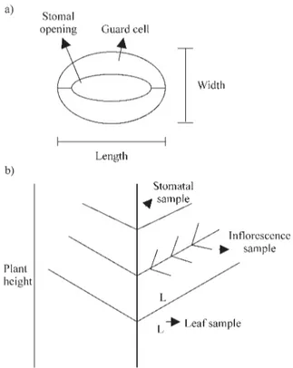 Figure 1 - a) Diagram of a stoma indicating the positions used to measure the length and width