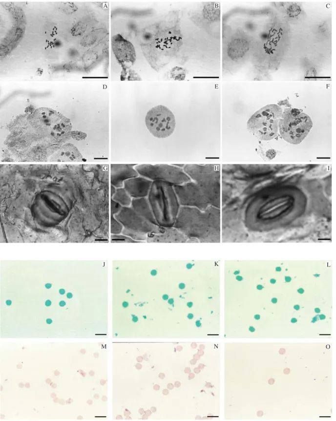Figure 2 - Mitosis (A-C), meiosis (D-F), stoma (G-I) and pollen stained according to Alexander (J-L) or with acetic carmine (M-O) for strains of Stevia rebaudiana (Bertoni) Bertoni
