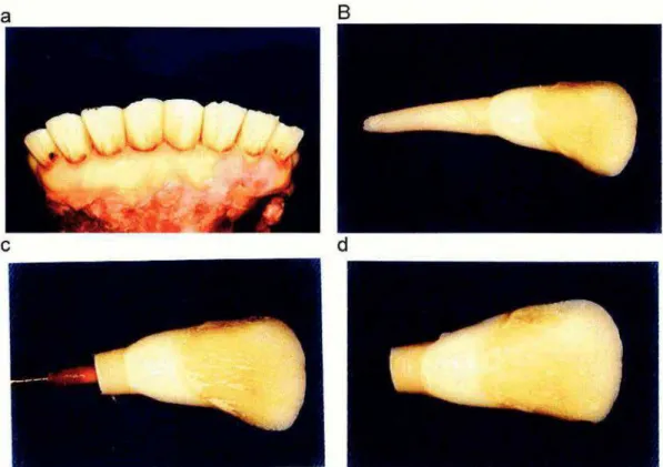 FIGURA  4  - a)  mandibula  bovina;  b)  dente  bovino  extraido;  c)  raiz  seccionada  e  extirpayao do tecido pulpar; d) dente preparado para o armazenamento