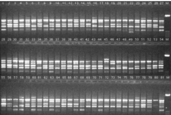Figure 2 - RAPD gel profile with fragments generated by primer OPW-08 in 81 accessions of maize