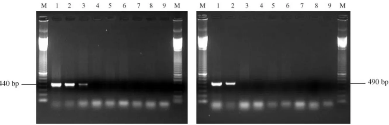 Figure 4 - Amplification of DNA from pure cultures and infected larvae using the primer sets ITSMet/ITS4 (A) and ITS14/ITS4 (B)