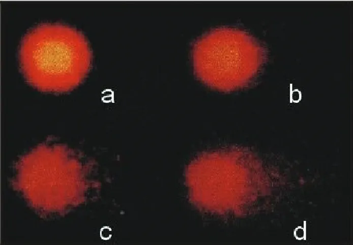 Figure 1 - Effect of long-term trophic exposure to inorganic lead on the appearance of comets in Hoplias malabaricus