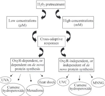 Figure 1 - Cross-adaptive responses induced by low or high H 2 O 2 concen- concen-tration operate through different mechanisms.