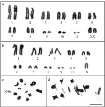 Figure 1 - Conventional staining of O. rufipes (a,c) and E. fusiformis(b,d) cells. (a) and (b), karyotypes mounted based on female mitotic metaphase chromosomes and male anaphase I chromosomes, respectively; c, diakinesis; d, metaphase I