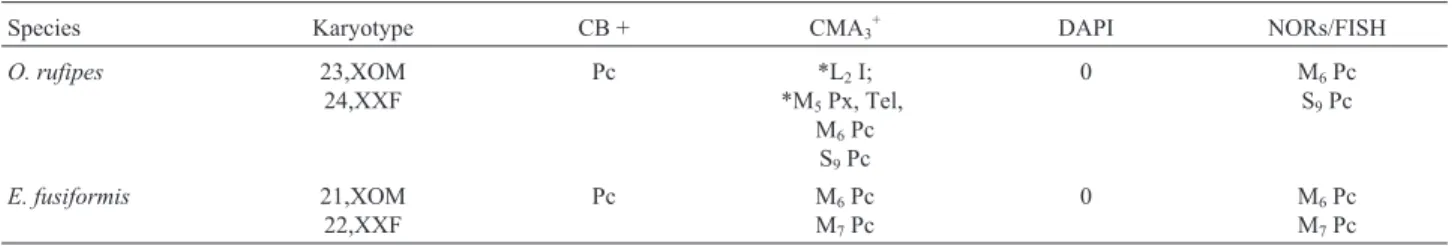 Table 2 - Chromosome number, sex mechanism and chromosome morphology in representatives of the tribe Abracrini (Ommatolampinae-Acrididae).