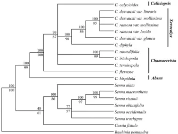Figure 2 - Majority rule consensus tree based on the Bayesian analysis of the trnE-trnT intergenic spacer data set