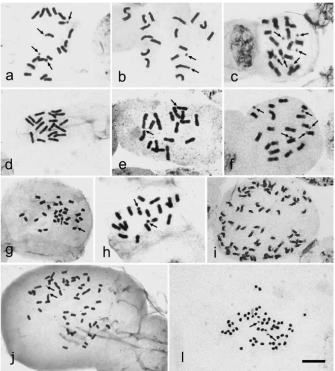 Figure 2 - Mitotic metaphase and interphase nuclei of species of the Tribe Trimezieae from northeastern Brazil: (a) Neomarica candida with 2n = 18 and four satellites; (b)N