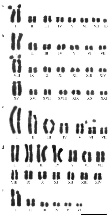 Figure 3 - Karyograms of some species of the Tribe Tigrideae from north- north-eastern Brazil