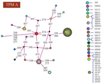 Figure 1 - Deduced amino acid sequences of the 3'repeat region of the cagA gene of 32 Indian strains of H
