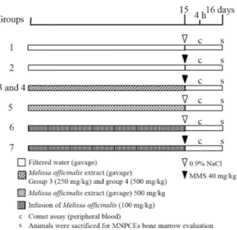 Figure 1 - The antimutagenicity and antigenotoxicity of an Melissa officinalis extract in mutagen-induced micronulei.