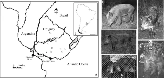 Figure 1 - A. Distribution map of Uruguayan wild boar collecting sites: A- Neighborhood of Velazquez (Rocha Department); B- Rio Cebollatí (Lavalleja Department); C- Aº Malo (Tacuarembó Department); D- Neighborhood of Lazcano (Rocha Department); E- Aº Aries