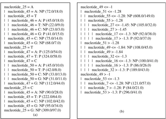 Figure 6 - Rule prototype for promoter sequence obtained from NN learning.