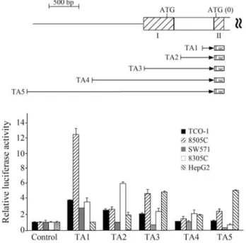 Figure 2 - Schematic diagram of the TTF-1 promoter luciferase constructs and the transcriptional activity of the TTF-1 5’ flanking sequences TA1-5.