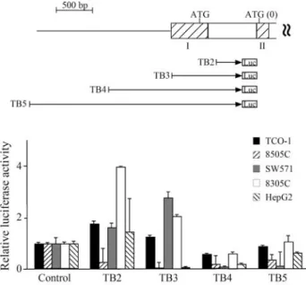 Figure 3 - Schematic diagram of the TTF-1 promoter luciferase constructs and the transcriptional activity of the TTF-1 5’ flanking sequences TB2-5.