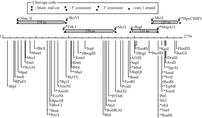 Figure 1 - Physical map and genetic organization of the cryptic plasmid pPAGA, indicating the locations and orientations of the four described putative ORFs