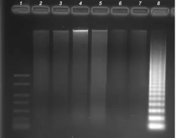 Figure 1 - DNA gel electrophoresis of internucleosomal DNA fragmenta- fragmenta-tion in 1.5% agarose gel after the exposure to tolylfluanid-based fungicide for 48 h