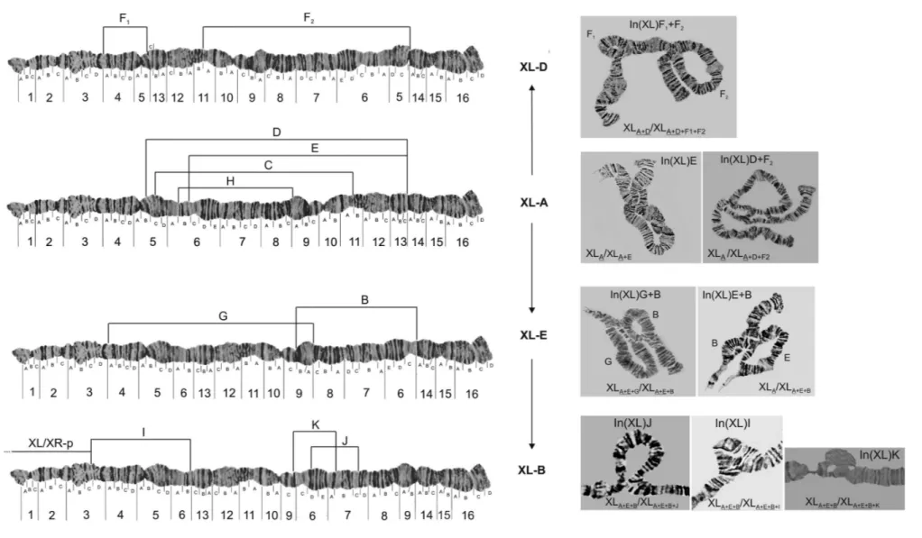 Figure 1 - Configuration of different basic arrangements of XL chromosomal arm (XL-A, XL-D, XL-E and XL-B) of D