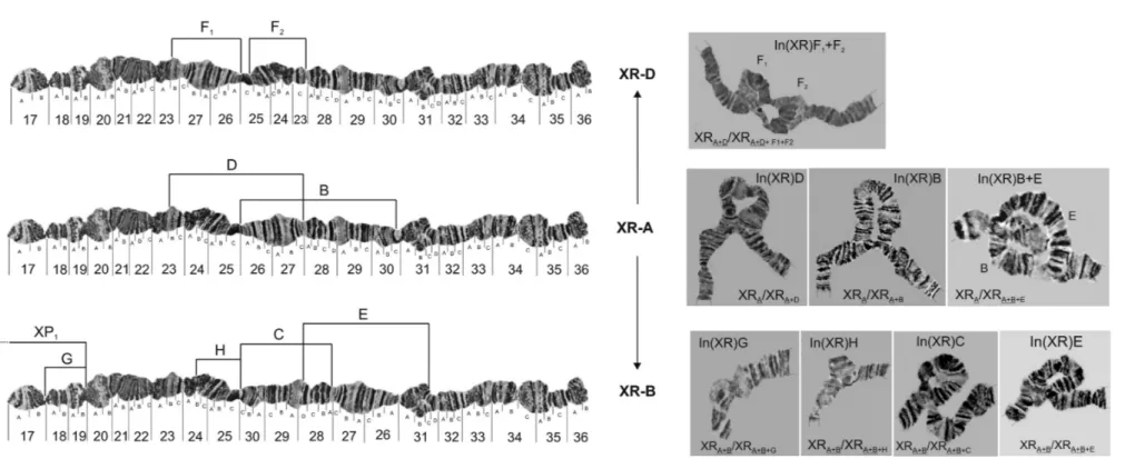 Figure 2 - Configuration of different basic arrangements of XR chromosomal arm (XR-A, XR-D, XR-B and XR-E) of D