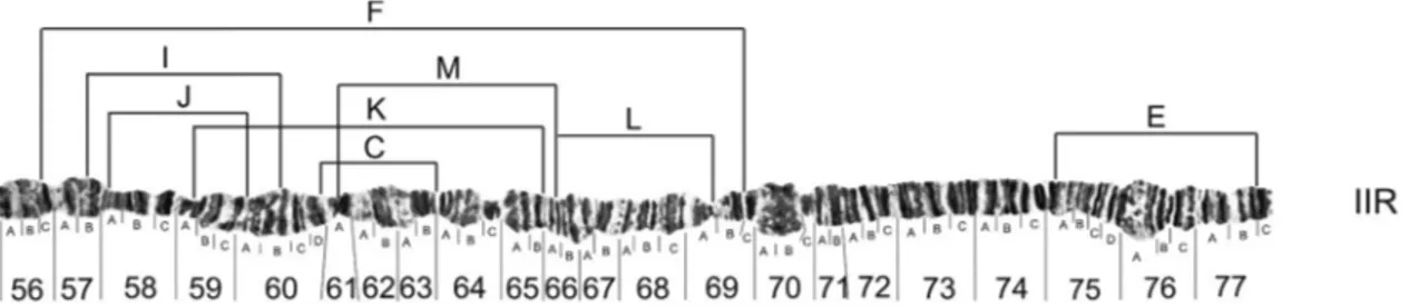 Figure 4 - Distribution of inversion breakpoints observed on chromosomal arm IIR of D