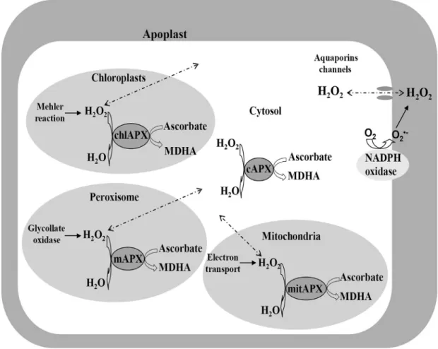 Figure 2 - APX enzymes and the elimination of ROS excess in different subcellular compartments