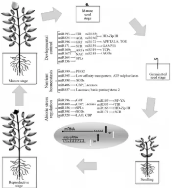 Figure 2 - Mature miRNAs act in plant development, in response to abiotic stresses, and also in the control of nutrient homeostasis