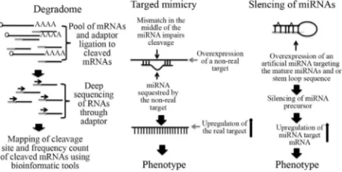 Figure 3 - General representation of the degradome sequencing approach, miRNA target mimicry, and silencing of miRNAs