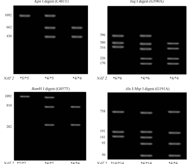 Figure 1 - Genotype determination by using PCR-RFLP of the NAT2 gene fragment. Following PCR amplification separate digestions of each PCR prod- prod-uct were carried out with the restriction enzymes Kpn I, Taq I, BamH I and Alu I/Msp I to detect the subst