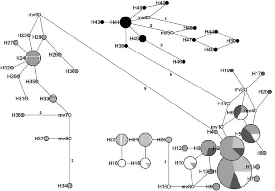 Figure 3 - Haplotype network in which each circle represents a different haplotype (as labeled) and the circle size is proportional to its recorded frequency (based on all samples)