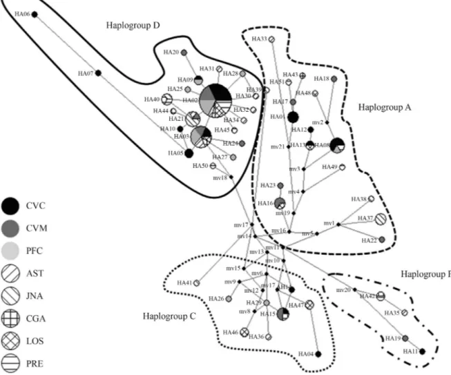 Table 3 - Haplotype diversity, nucleotide diversity, mean number of pairwise differences in the Colombian and Iberian breeds and average F ST distance between each breed relative to the others