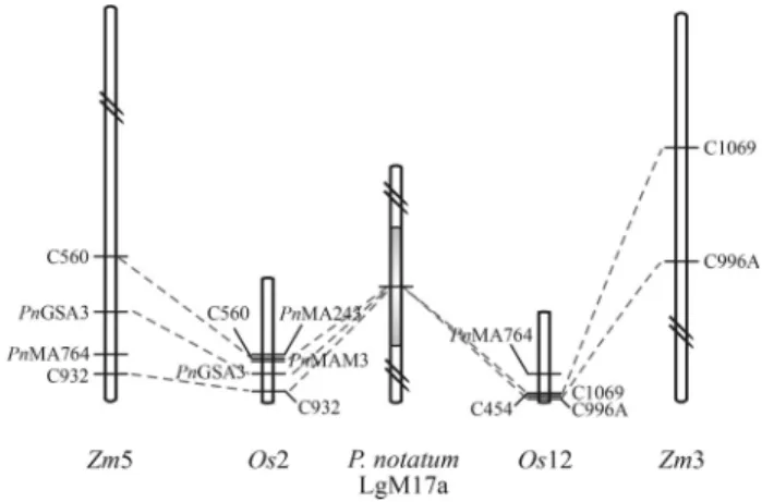Figure 2 - In silico mapping of apospory-specific sequences in the rice and maize genomes