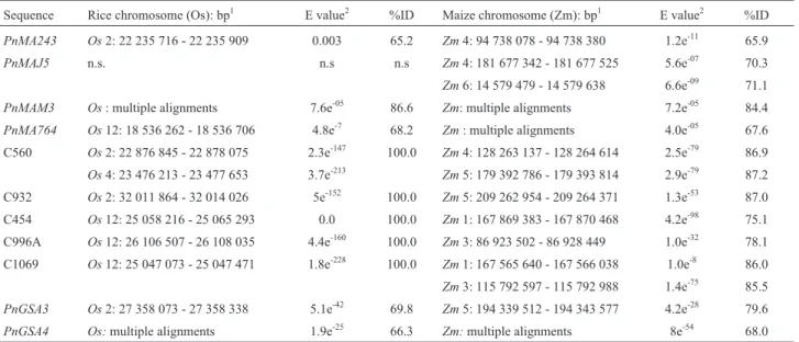 Table 3 - In silico mapping of P. notatum apospory-specific sequences in rice and maize genomes.