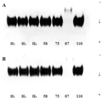 Fig. 1A shows the intracellular, and Fig. 1B the extracellular, electrophoretic patterns of the enzyme alkaline phosphatase from the different isolates cultured in Sabouraud broth for 2 weeks