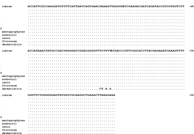 Figure 2. Alignment of 18S-rDNA of Trichophyton isolates H 2 , H 4 , H 6 , 58, 75, 07, 110 with the species T