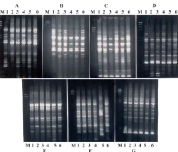 Figure 2. Dendrogram obtained by UPGMA agroupment, with Jaccard coefficient starting from RAPD profiles of Metarhizium anisopliae var