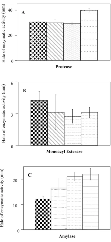 Figure 7. Esterase patterns of Cladosporium herbarum isolates (Ch1, Ch2, Ch3, Ch5), and Trichoderma species (T11= T.