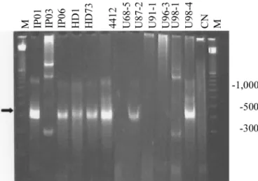 Figure 3. Detection of cry1 gene sequences in DNA from different Bt isolates. A volume consisting of 10% of each PCR reaction was applied in a polyacrilamide gel, electrophoresed and stained with ethidium bromide