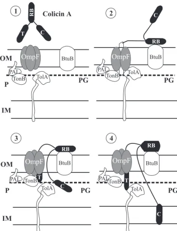 Figure 4. Mechanism of action of E group colicins. T, translocation domain, R, receptor-binding domain,  Dnase-colicin activity domain