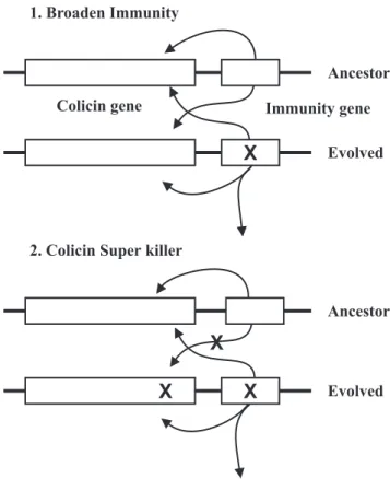 Figure 5. Schematic representation of the diversifying selection hypothesis. 1, First of all, there is generation of a broadened immunity in the evolved colicin gene cluster due to the starred point mutation (X) in the immunity gene 2, After that, there is
