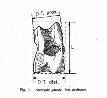 Fig . 1 - Astragale gauche, face antérieure