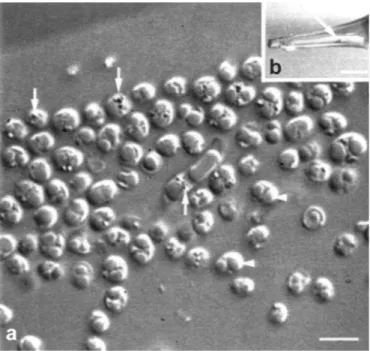 Figure 2. Harvesting of magnetotactic bacteria. (a) To harvest magnetotactic bacteria, a homemade coil consisting of a wired PCV tube (T) is attached to a power supply (PS) is used