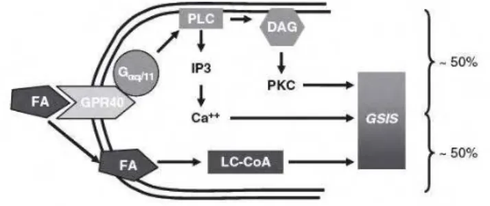 Figura  3.  Metabolismo  intracelular  dos  ácidos  graxos  e  os  sinais  mediados  pelo  GPR40  que  potencializam  a  secreção  de  insulina  na  célula  ß