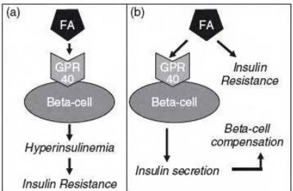 Figura 5. Duas hipóteses de indução a resistência à insulina pelos lipídios e compensação das células ß