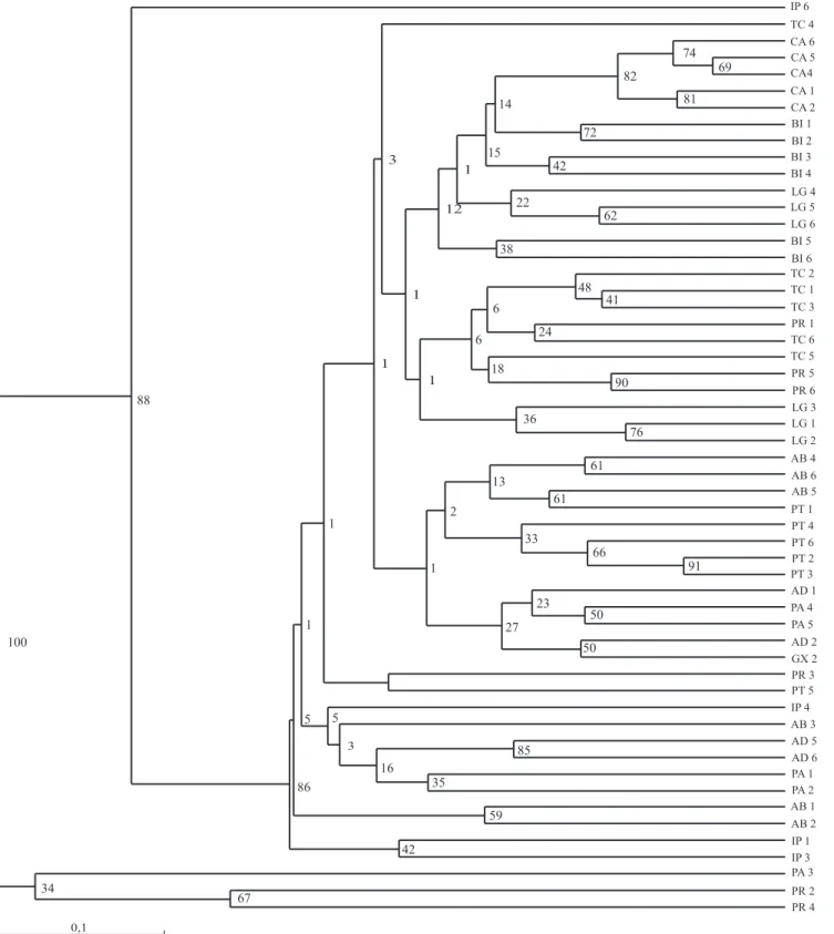 Figura 4. Representação filogenética pelo agrupamento UPGMA, similaridade genética pelo coeficiente de Jaccard (1908)  e análise &#34;bootstrap&#34; (10.000 x) para 55 acessos do Banco Ativo de Germoplasma de Mangaba da Embrapa Tabuleiros  Costeiros