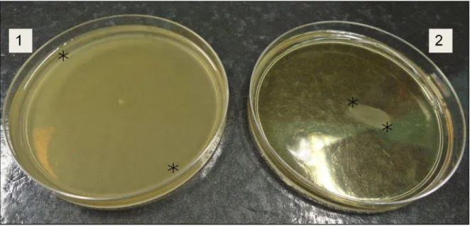 Figura 1. Ágar semissólido inoculado com as estirpes SG Fla + (1) e SG Fla -  (2) após  24 horas de incubação a 28 °C