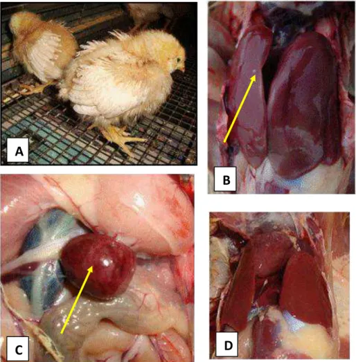Figura 2. Alterações clínicas e anatomopatológicas em aves desafiadas com SG, SG  Fla +   e  SG  Fla - 